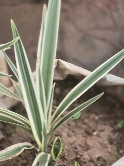 Variegated spider plant