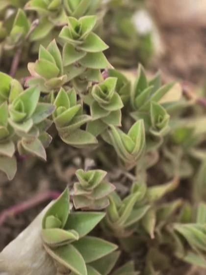 Stacked leaf succulent