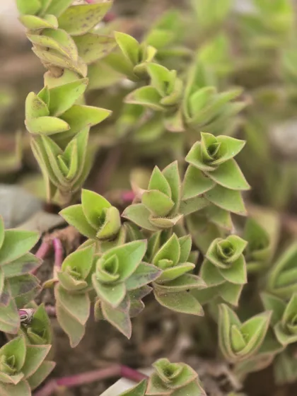 Stacked leaf succulent