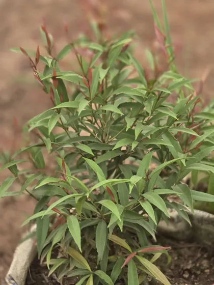 Narrow leaf ornamental shrub