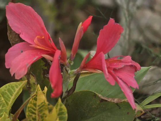 Red canna lily flower