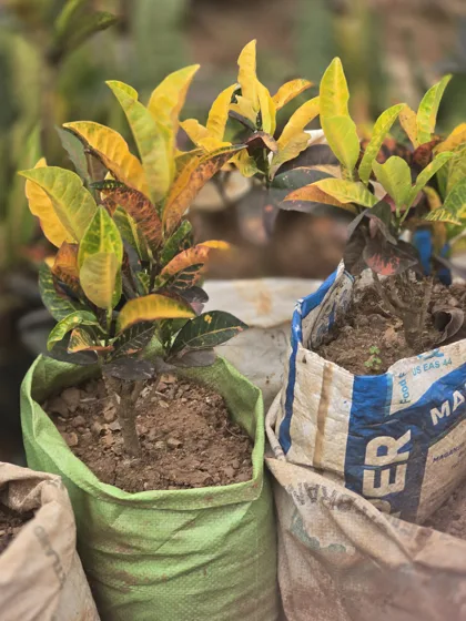 Crotons variegated