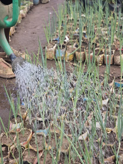 Watering onion seedlings
