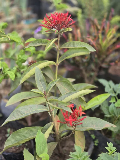Red ixora flower clusters