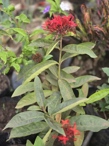 Red ixora flower clusters
