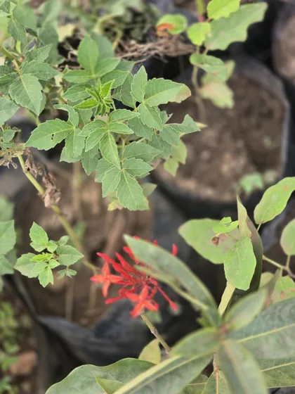 Red tubular flowering shrub