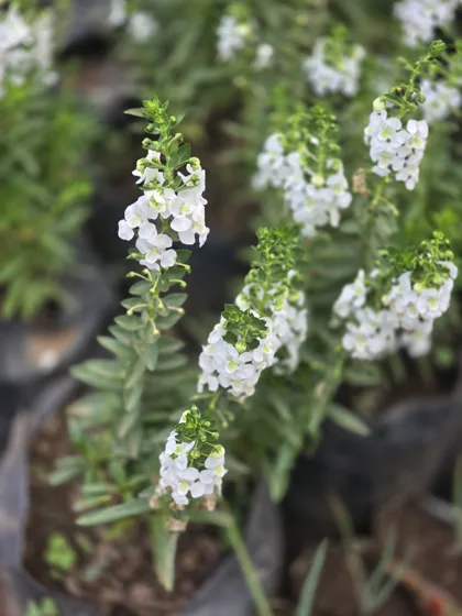 White flowering cuphea