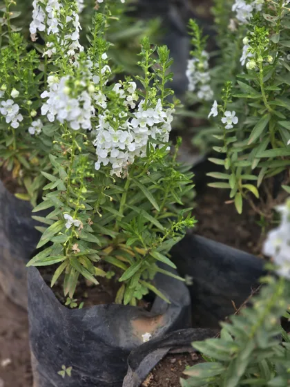 White flowering cuphea