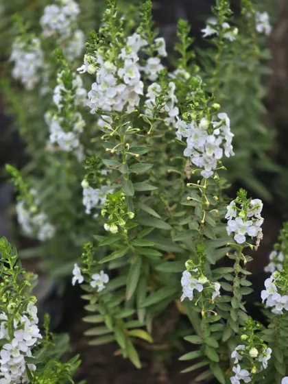 White flowering cuphea