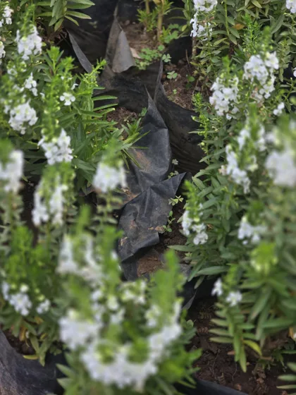 White flowering cuphea