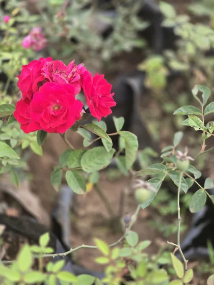 Red rose bloom