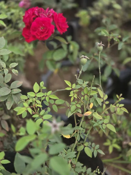 Red rose bloom