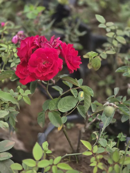Red rose bloom