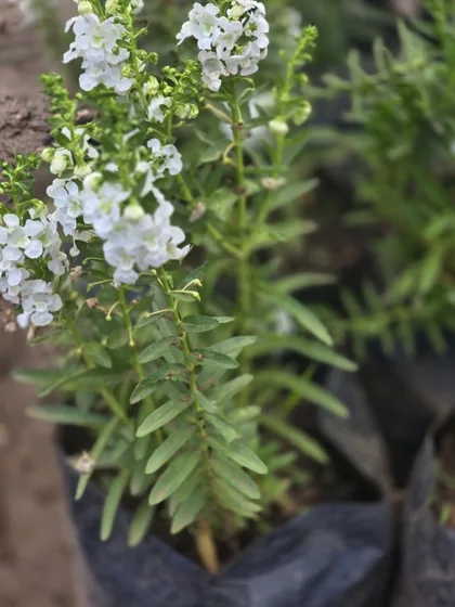 White flowering cuphea
