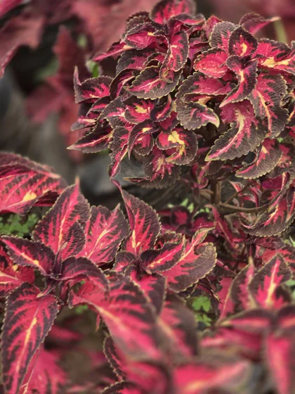 Red and green coleus
