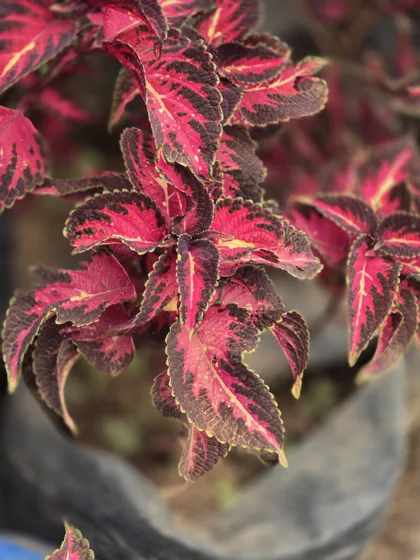 Red and green coleus