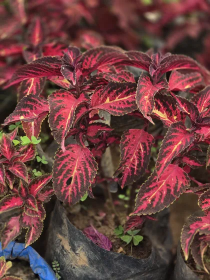 Red and green coleus