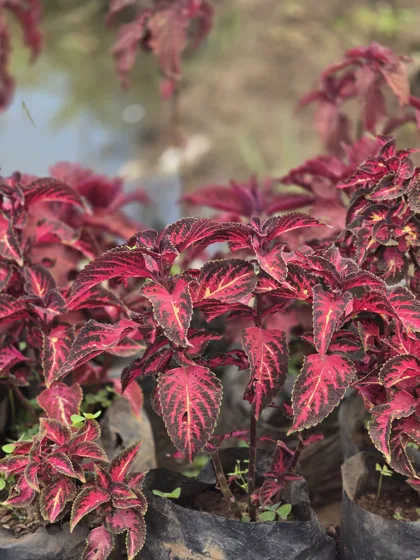 Red and green coleus