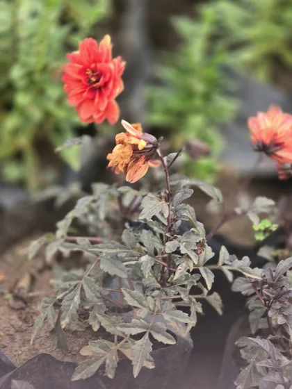 Red dahlia with dark foliage