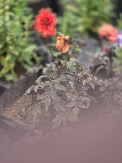 Red dahlia with dark foliage
