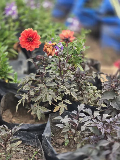 Red dahlia with dark foliage