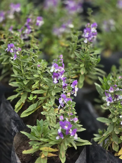 Purple flowering cuphea