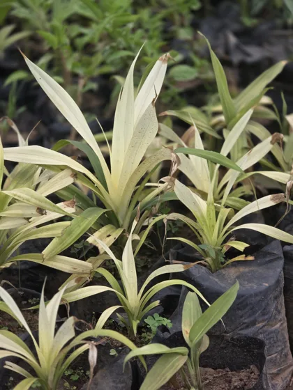 Variegated dracaena