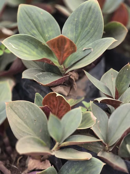 Striped rubber plant foliage