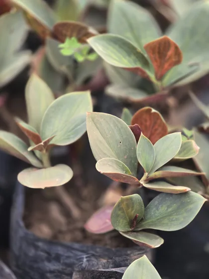 Striped rubber plant foliage