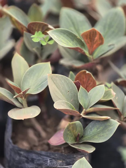 Striped rubber plant foliage