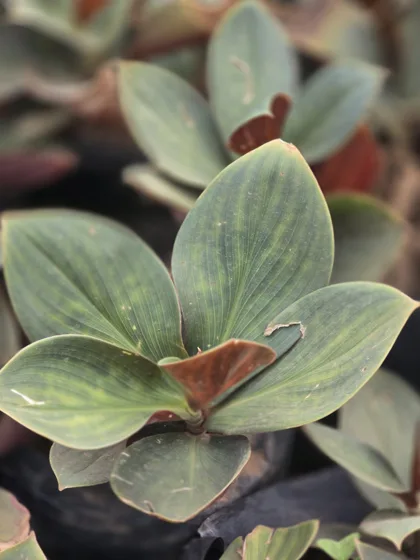Striped rubber plant foliage