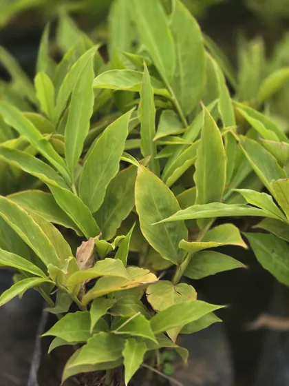 Representative nursery photo