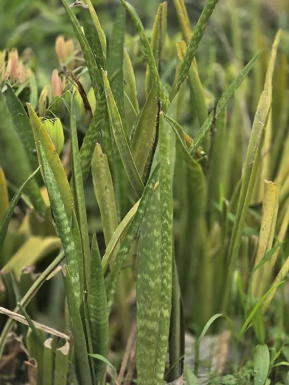 Snake plants (small yellow)