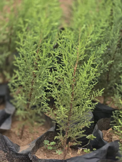 Conifer seedling