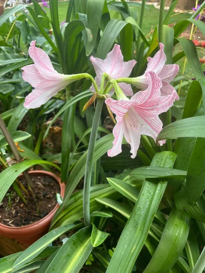 Pink amaryllis flowers