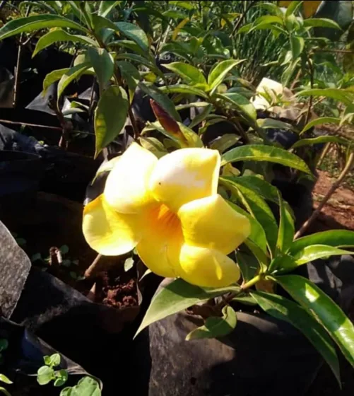 Alamanda yellow