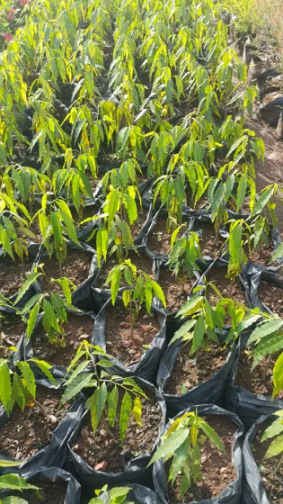 Tall narrow leaf ornamental trees