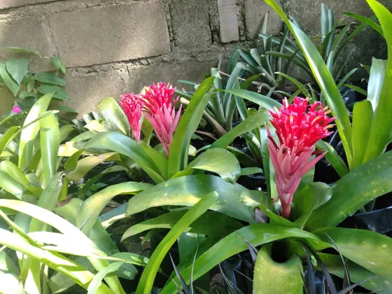Pink bromeliad flowers