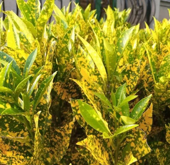 Crotons yellow