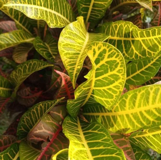 Crotons green & yellow