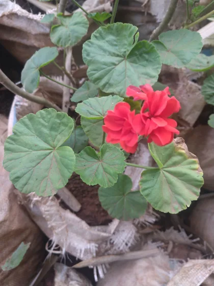 Red geranium flower