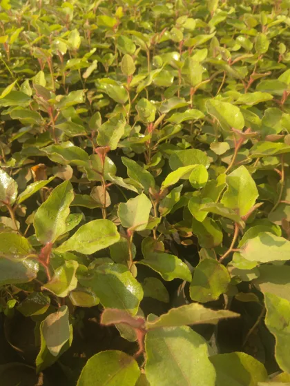 Ornamental shrub seedlings