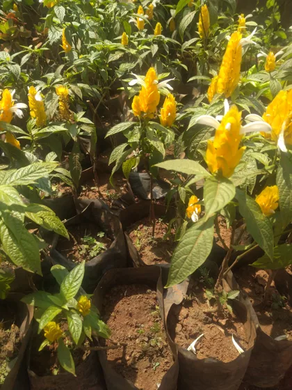 Yellow shrimp plant flowers