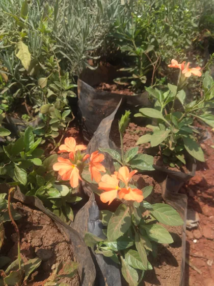 Orange flowering shrub