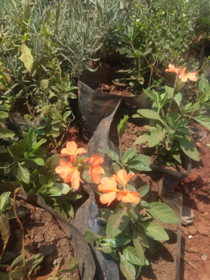 Orange flowering shrub