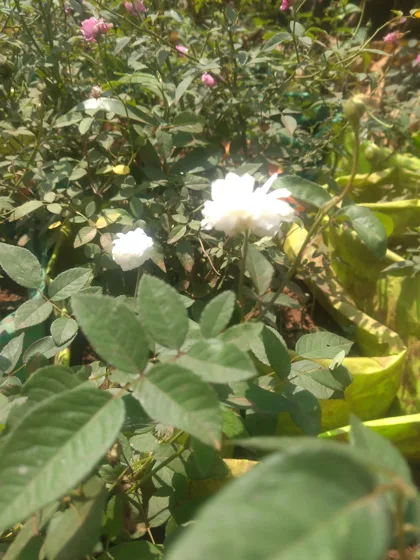 White rose flower