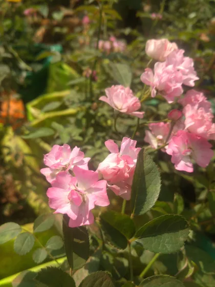 Pink flowering shrub