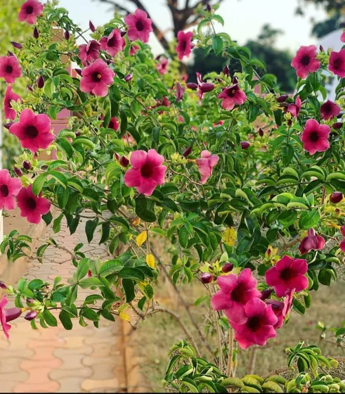 Pink petunia hanging basket