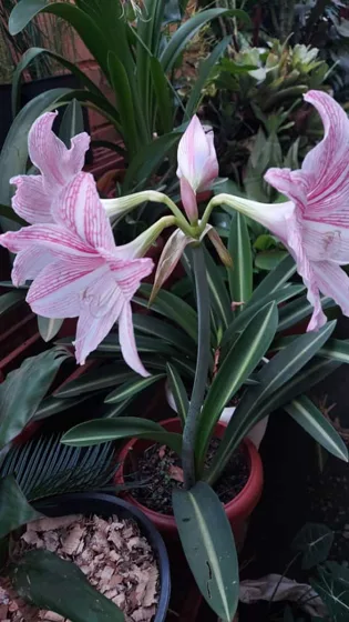 Pink amaryllis flowers