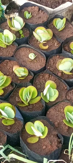 Small ornamental seedlings in grow bags
